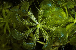 Aldrovanda-vesiculosa-3