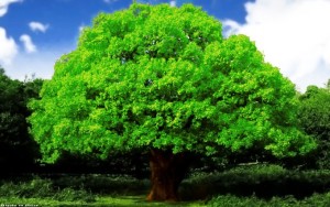 Oak_tree_by_attila0427-680x425