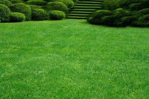 Газон – неотъемлемая составляющая ландшафтного дизайна