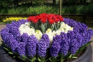 Последние дни для высадки луковичных первоцветов