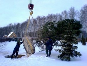 Крупномеры в ландшафтном дизайне