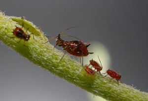 Тля – опасный сосущий вредитель зеленых насаждений
