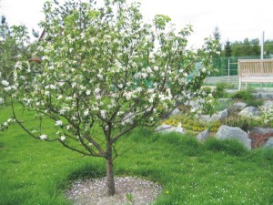 Плодовые деревья в ландшафтном дизайне