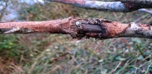 Обмораживание многолетних растений