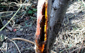 Обмораживание многолетних растений