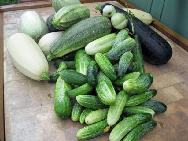 Растения – основной источник продуктов питания для человека